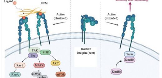 Researchers review the role of integrins in human hepatocellular carcinoma