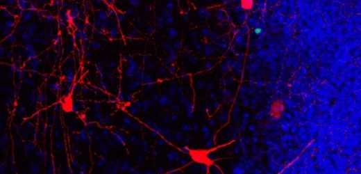 Running throughout middle age keeps old adult-born neurons wired