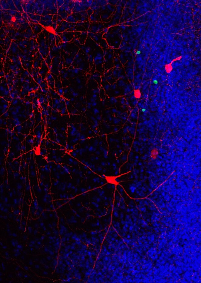 Running throughout middle age keeps old adult-born neurons wired