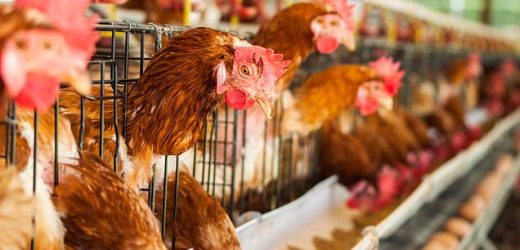 Two Brits are struck down with bird flu