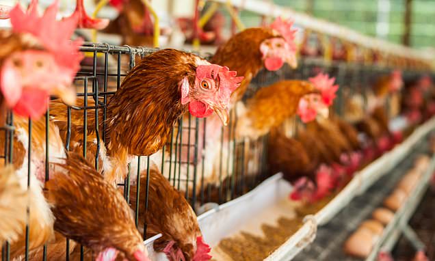 Two Brits are struck down with bird flu