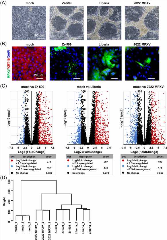Analysis of the 2022 mpox virus using human keratinocytes and human iPS cell-derived colon organoids