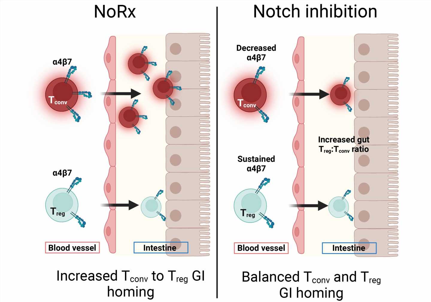 Antibody treatment prevents intestinal graft versus host disease in preclinical tests