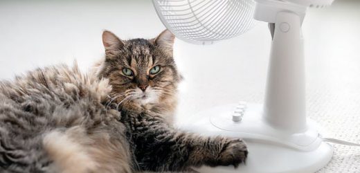 Doctor explains differences between heat stroke and heat exhaustion