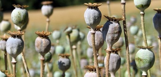 Experts release new guidelines for safe opioid deprescribing in Australia