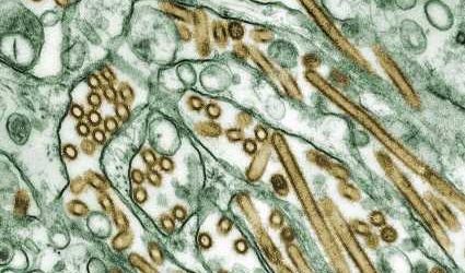 Experts warn bird flu virus changing rapidly in largest ever outbreak