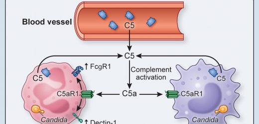 Fungal infections an unintended consequence of advanced immunotherapy, research shows