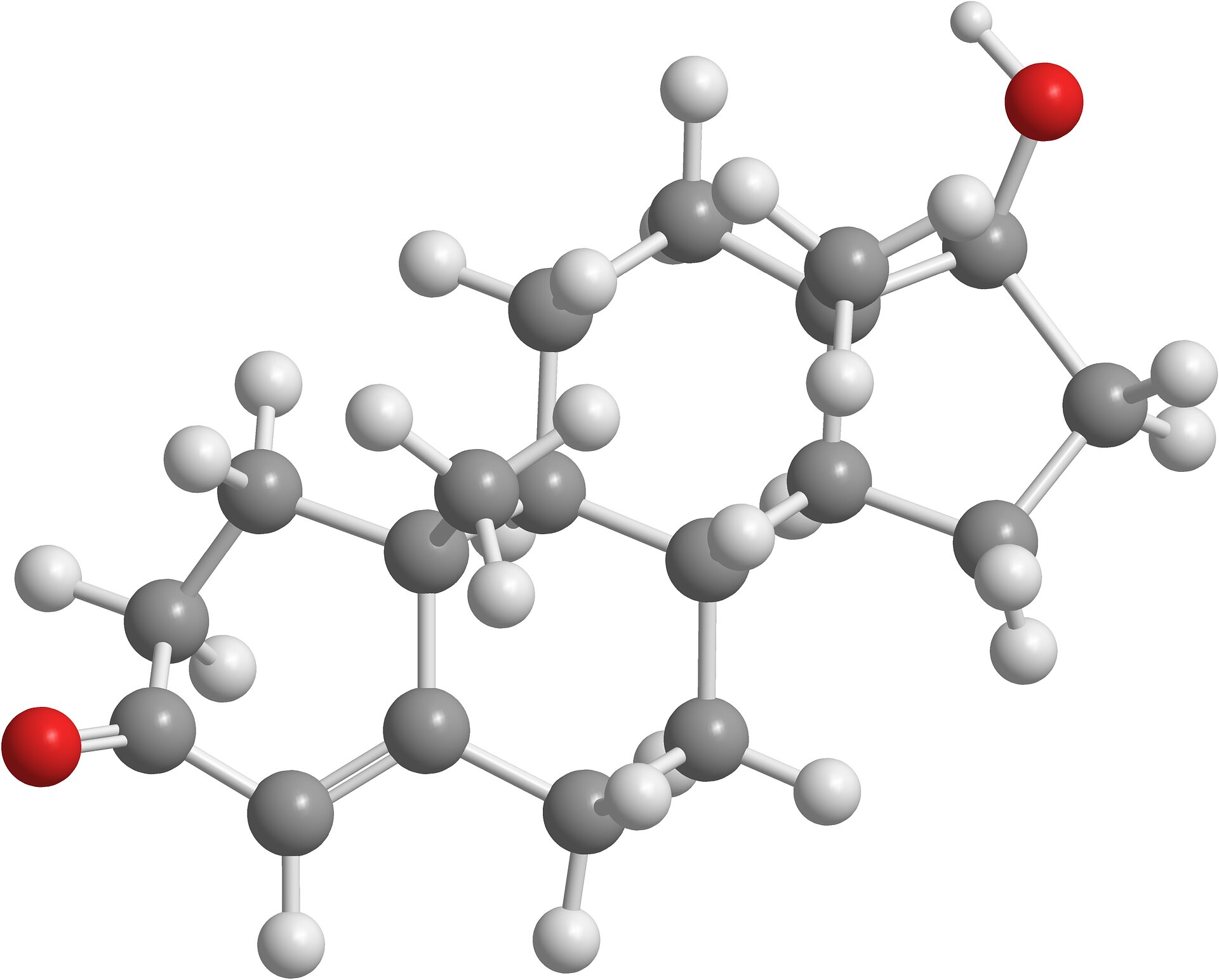 How do testosterones effects on the brain change from adolescence into adulthood?