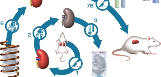 In a first for organ transplantation, cryogenically frozen rat kidneys still usable after 100 days