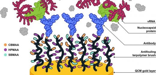 Team develops biosensors as a public health tool to fight infectious diseases