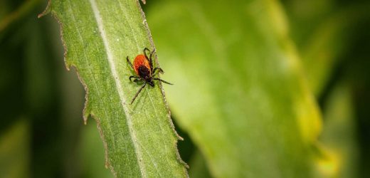 This tick season, beware the tiny bugs that can carry Lyme disease: A danger to the heart