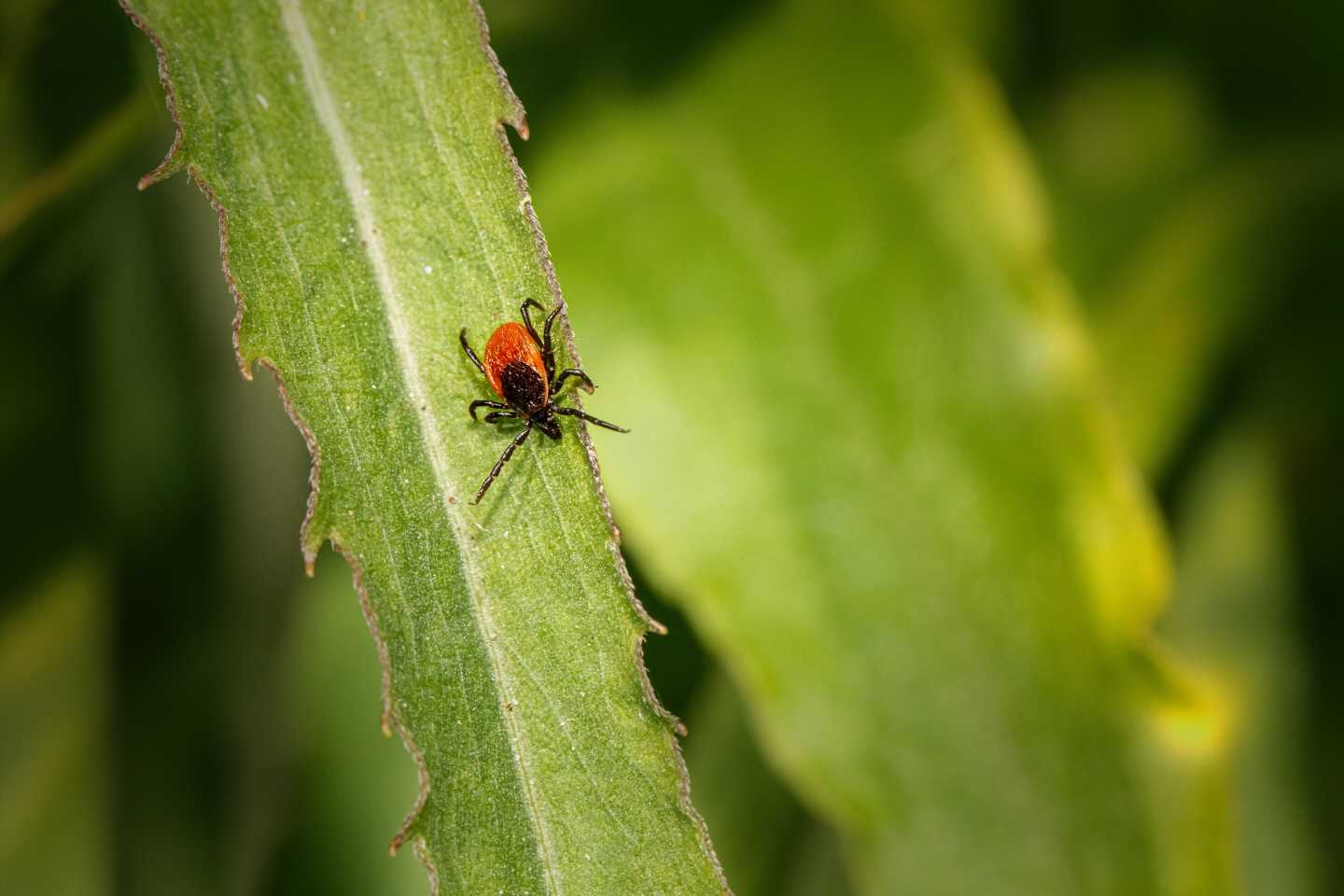 This tick season, beware the tiny bugs that can carry Lyme disease: A danger to the heart