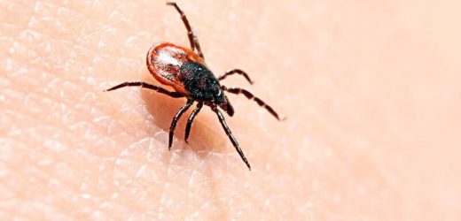 251 cases of soft tick relapsing fever reported in 2012 to 2021