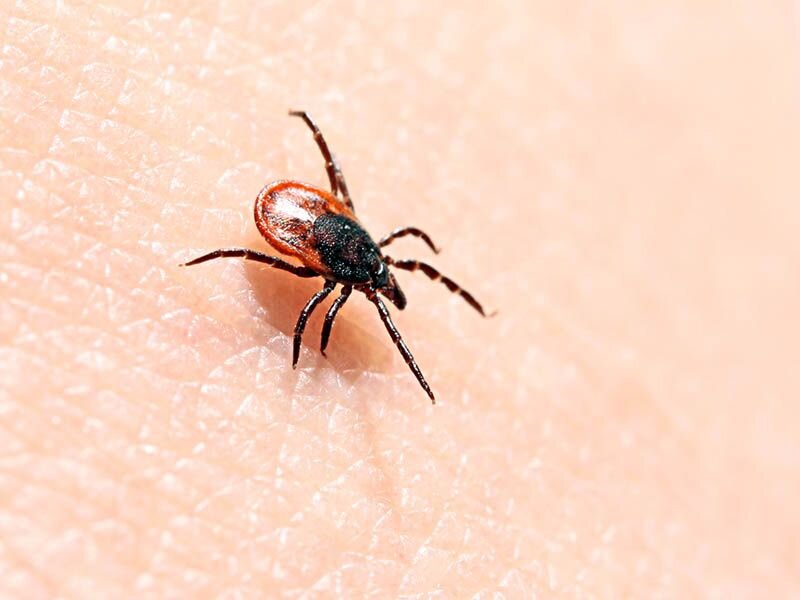 251 cases of soft tick relapsing fever reported in 2012 to 2021