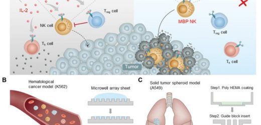 A new natural killer cell therapy product with promising anticancer effects