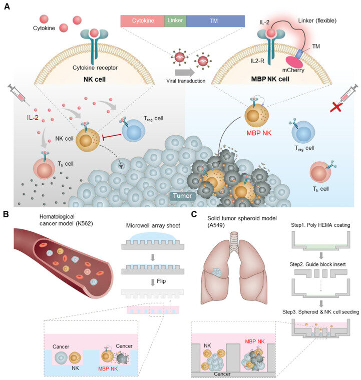 A new natural killer cell therapy product with promising anticancer effects