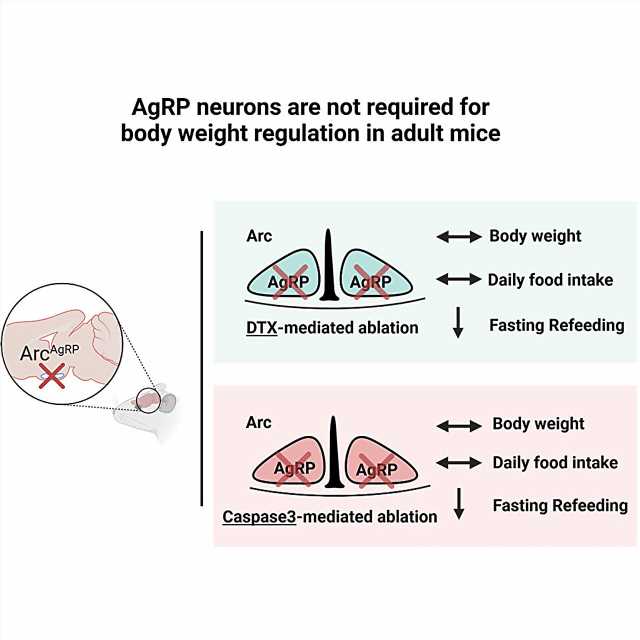 AgRP neurons in the hypothalamus may not be essential for maintaining body weight