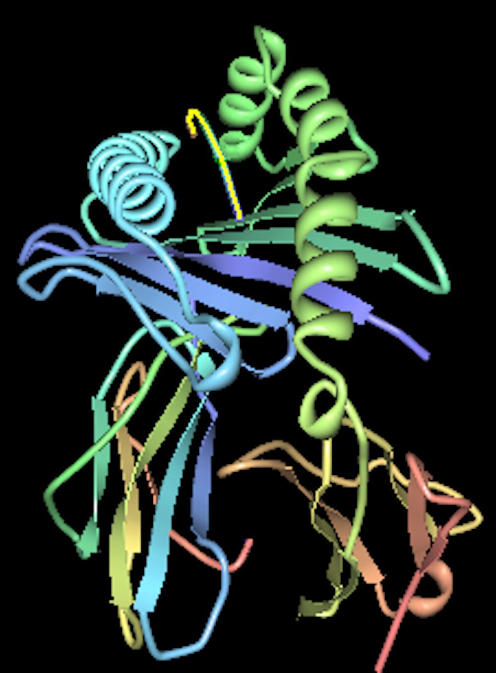 Asymptomatic COVID-19 linked to gene variant that boosts immune memory after exposure to prior seasonal cold viruses