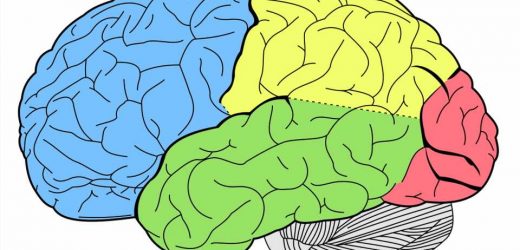 Brain single-cell study reveals genes that may be involved in post-traumatic stress and major depressive disorders
