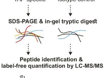 How dendritic cells activate the immune system