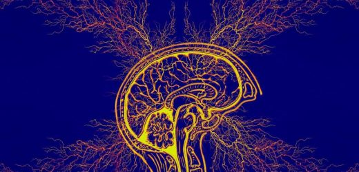 Investigators uncover new brain circuit for epilepsy
