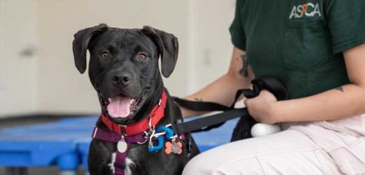 NEW YORK CITY: Animal Care Centers of NYC (ACC) Needs Your Help!