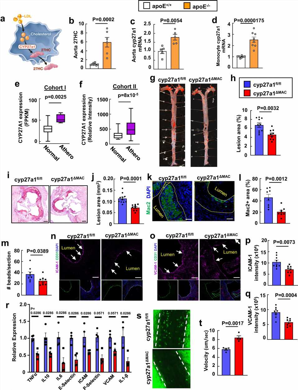 Research pinpoints inflammation source behind atherosclerosis