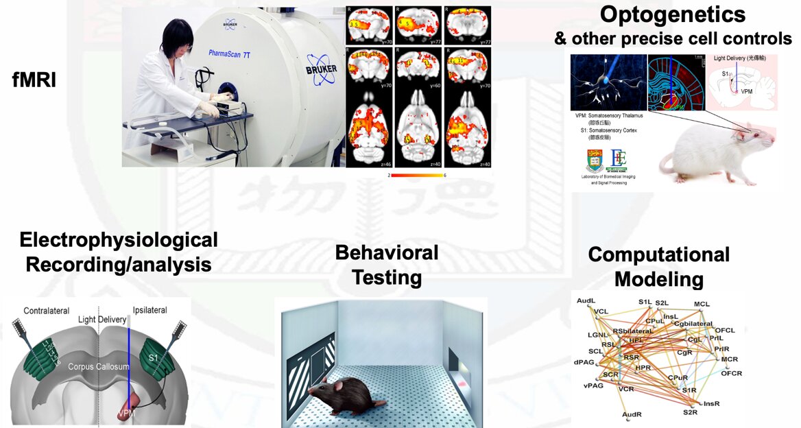 Researchers elucidate thalamus-related memory strengthening dynamic