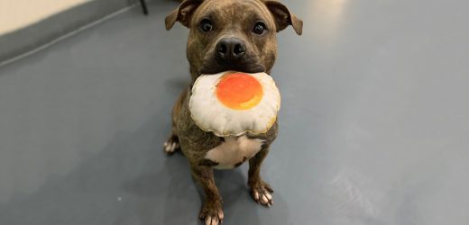 Xena Has Lived a Life of Adventure and Is Ready to Settle Down!