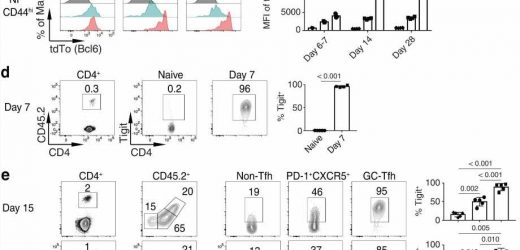 A fate determination fork-in-the-road for germinal center Tfh and T memory cells
