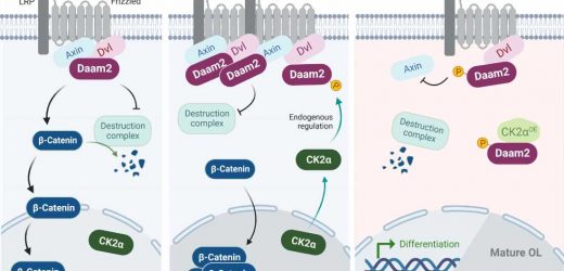 A new pathway to regenerate myelin discovered