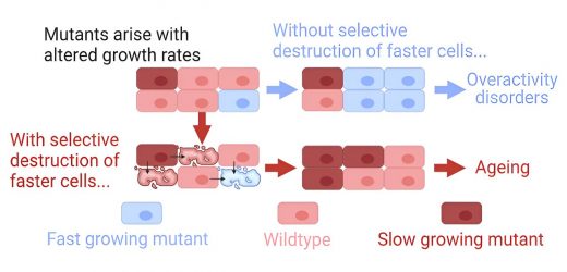 A novel theory of aging, independent of damage accumulation