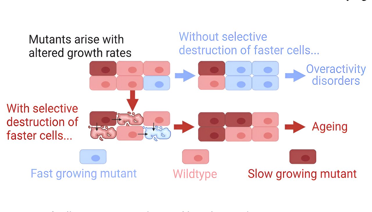 A novel theory of aging, independent of damage accumulation