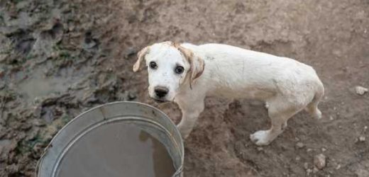 ASPCA Assists in Rescue of Nearly 150 Dogs and Cows from Alleged Cruelty in Texas