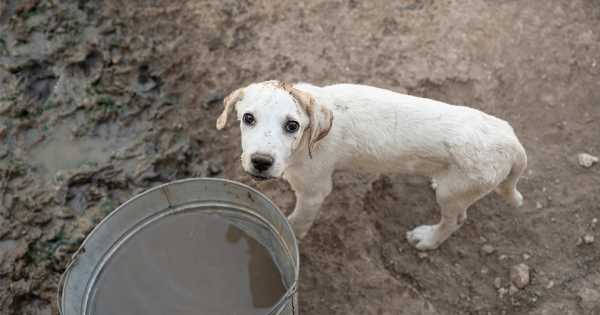 ASPCA Assists in Rescue of Nearly 150 Dogs and Cows from Alleged Cruelty in Texas