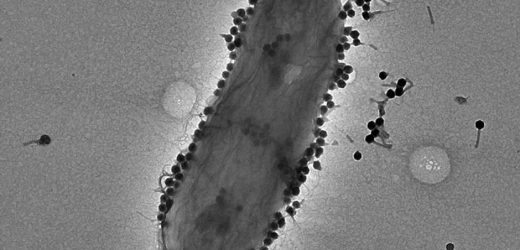 Anti-bacterial virus treated antibiotic resistant infections with 86.6% success rate