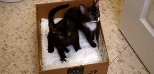 Caitlin Is Changing the Lives of Some of Our Tiniest, Most Vulnerable Animals