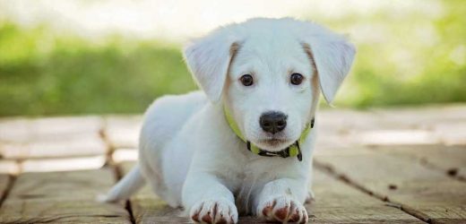 Fixing the new pet dog blues
