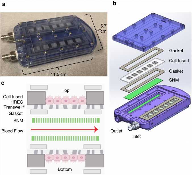 Implantable bioreactor study works toward a bioartificial kidney to free patients from dialysis