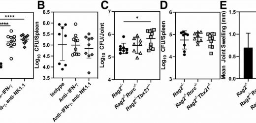 Novel mouse model may help to develop treatment for neurobrucellosis