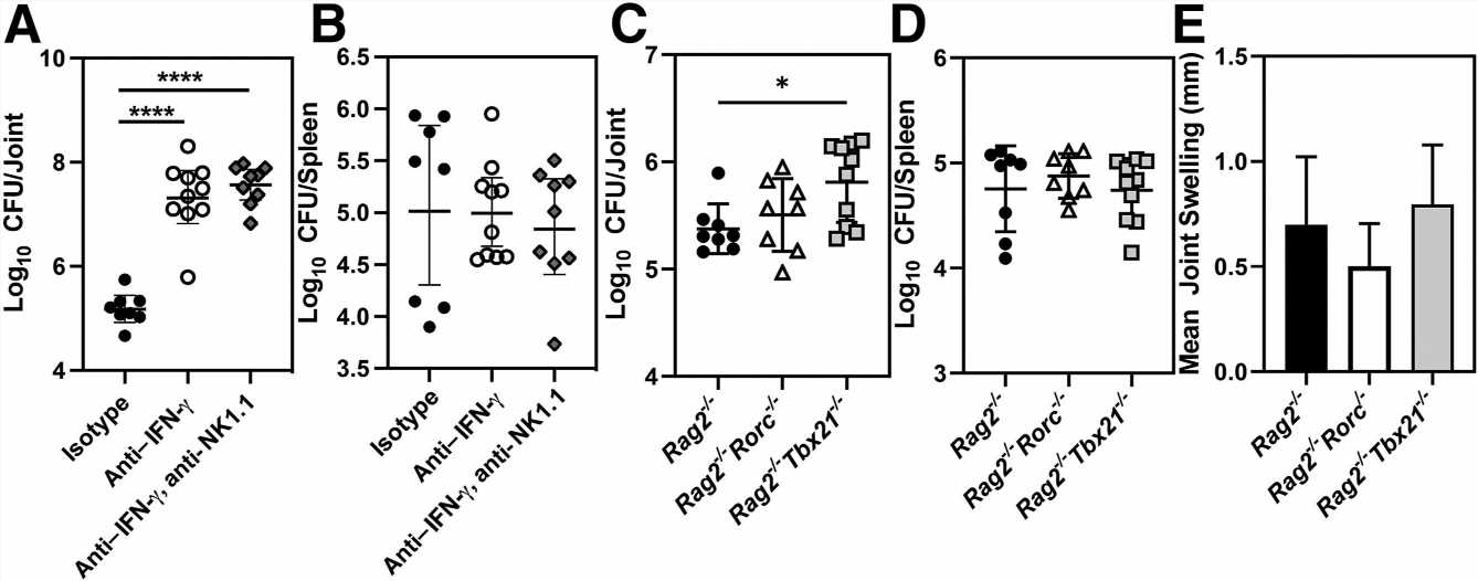 Novel mouse model may help to develop treatment for neurobrucellosis