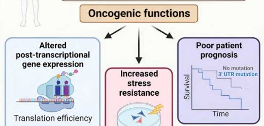 RNA stability may play a role in prostate cancer