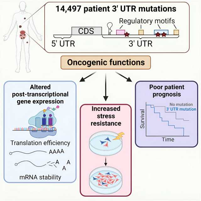 RNA stability may play a role in prostate cancer