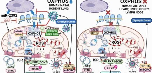 Researchers find COVID-19 causes mitochondrial dysfunction in heart and other organs