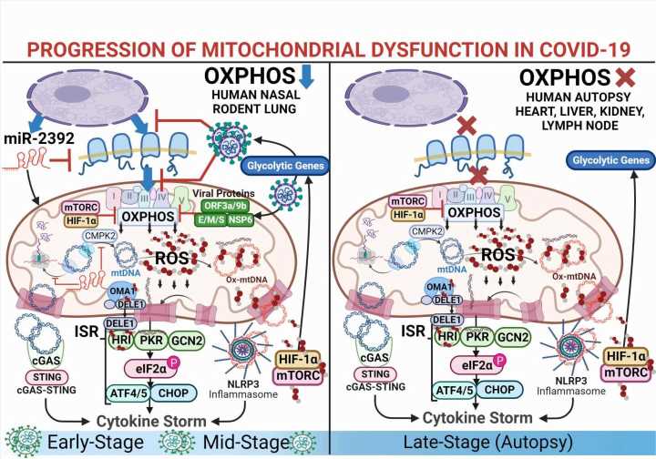 Researchers find COVID-19 causes mitochondrial dysfunction in heart and other organs