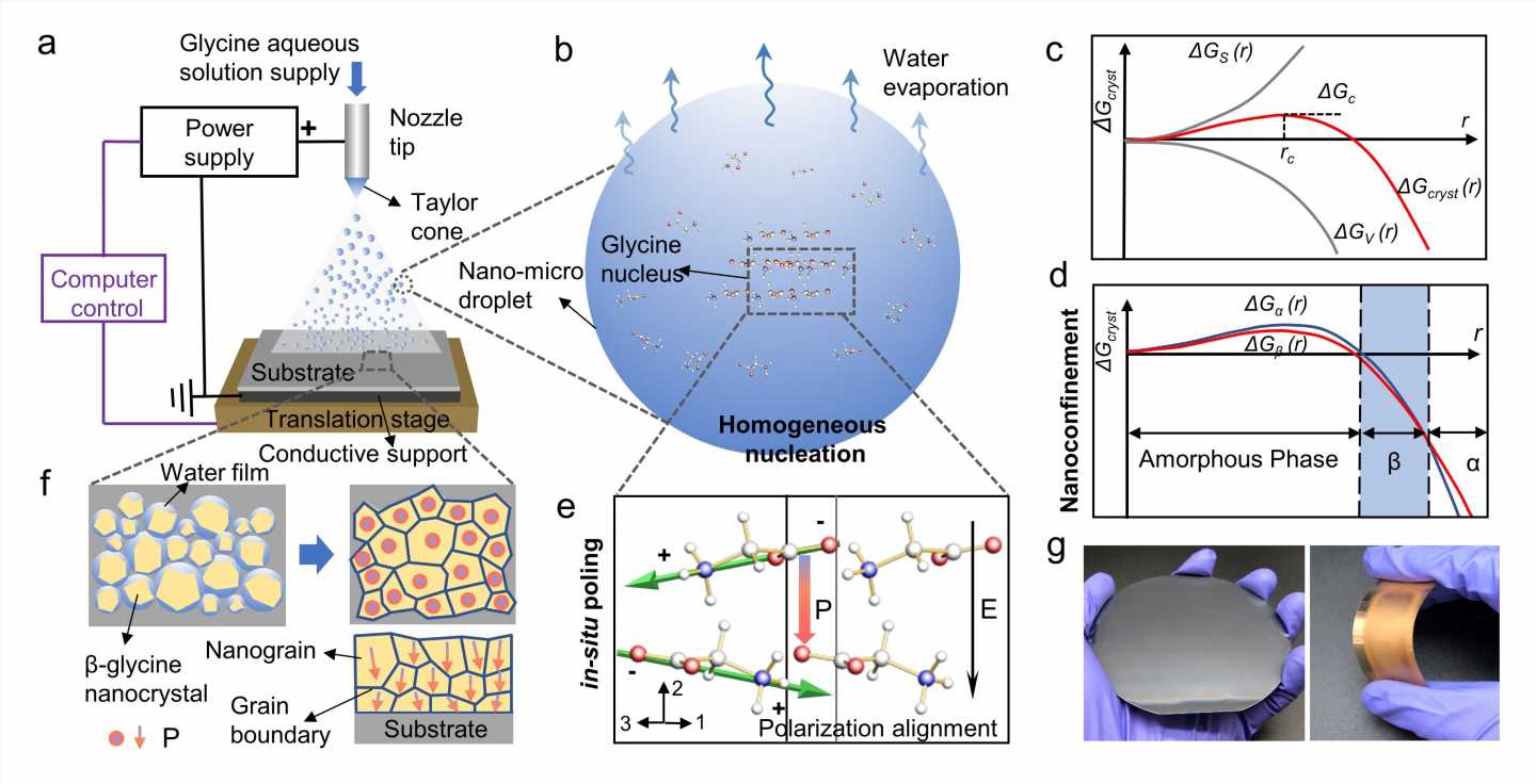 Researchers pioneer technique to self-assemble high-performance biomolecular films