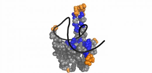 SARS-CoV-2: The grasping fingers of the viral N protein