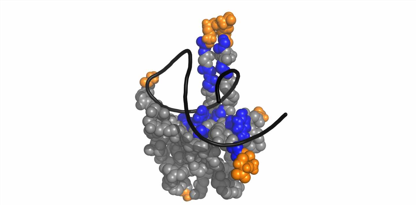 SARS-CoV-2: The grasping fingers of the viral N protein