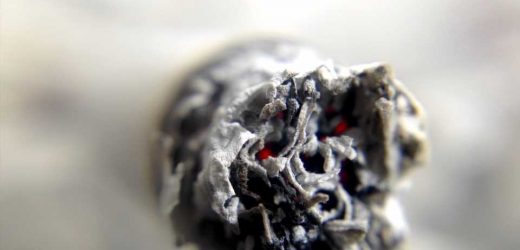 Study finds high blood and urinary metal levels among exclusive marijuana users