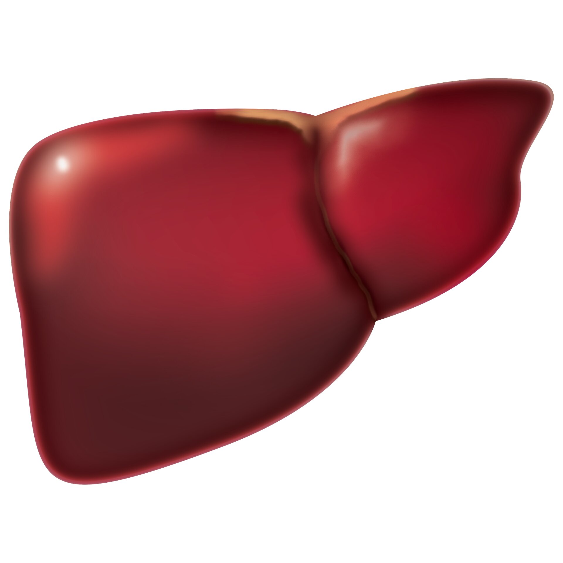 Study identifies new drug target for preventing fatty liver disease